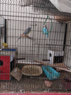 2 Pair Budgie with cage