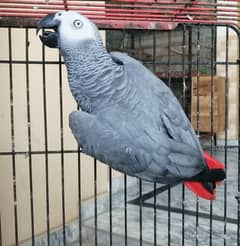 African gray female