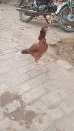 Pyore aseel pathaa miawali nasal pyore aseel