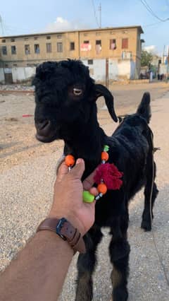 black beauty bakra