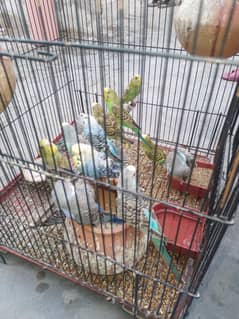 Love Birds (Australian Parrots) 8 pairs(16 Total) with cage also