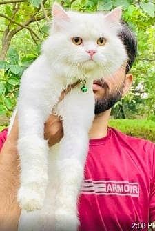 persian