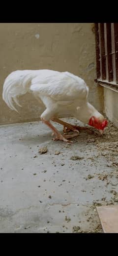Aseel Heera Murga, murgi, chicks,