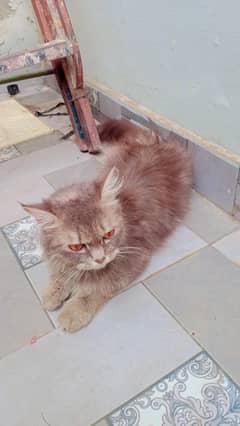 This is cute and fluffy Cat