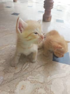 Persian