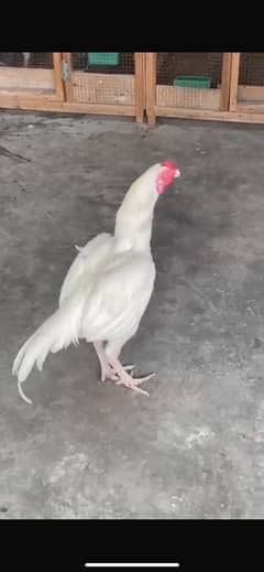 Aseel Heera Paper White Breeder Male (Zero Size)