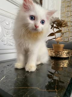 Persian