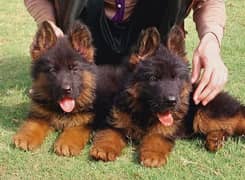 German shepherd puppies  double cot My WhatsApp number  03407290940