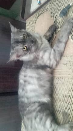 Double-Coated grey Persian cat