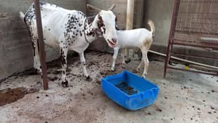 ماشاءاللہ خوبصورت دودھ والی بکری دو بچوں کے ساتھ