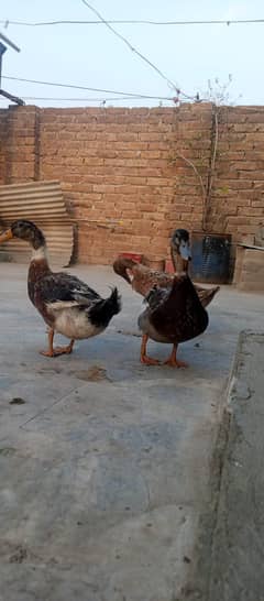 Ghar ke Pali huwi hai