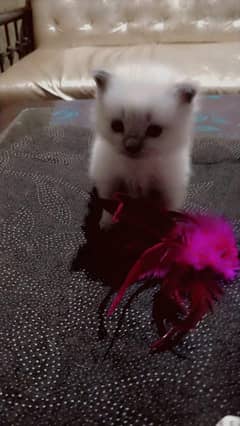 RAG DOLL kitten's