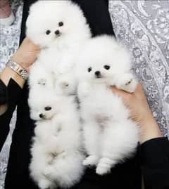 pomeranian