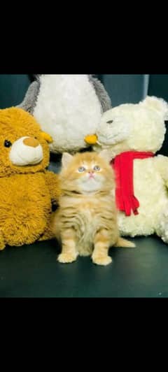persian kitten for sale only contact whatup 03292450497