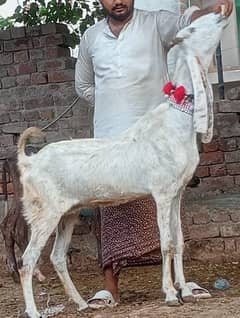 Desi Gabn path sale