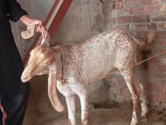 2026 qurbani khasi kheera bakra achi high  Pura makhi cheena