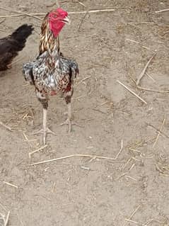 cheena patha for sale