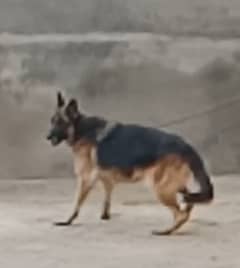 German Shepherd female available for sale
