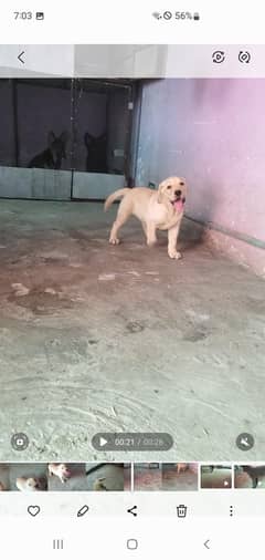 pick off the litter2 months pupy full healty active