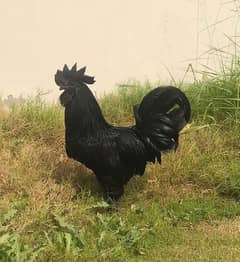 ayam siyami patha available near to breading