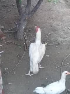 heera aseel for sale