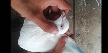 white patti walea 2 male sale. .