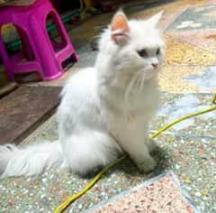 Persian