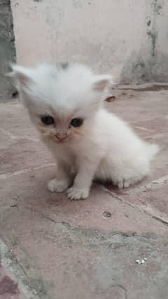 kitten for sale
