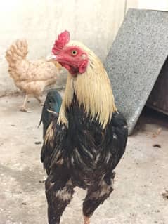 Aseel Desi Hens and Cocks