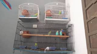 australian birds 0333-5637284