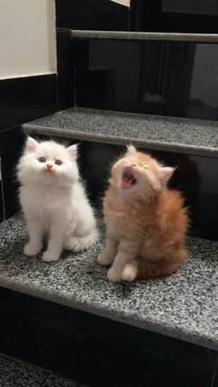 Persian Kittens