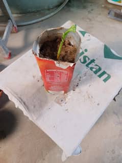 plants for sale