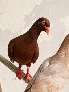 Pigeon