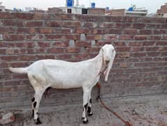 For sale
