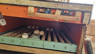 Automatic incubator 80 eggs