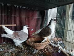 pigeon for sale