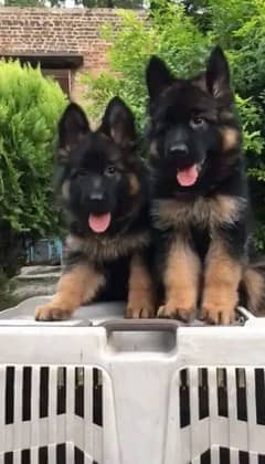 German shepherd puppies 03198435459