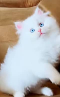 Persian