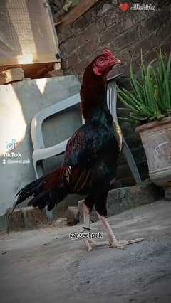 lakha nawabi bloodline
