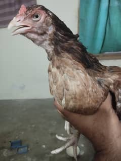 ASEEL BRODY HEN