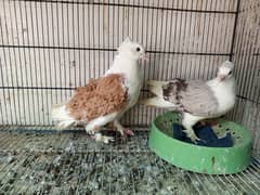 Yellow saddle male and silver saddle female