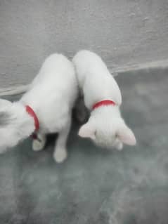 cat for sale