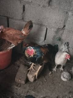 Rooster