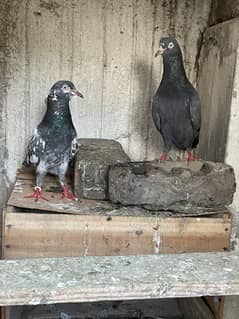 pigeon