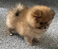 Pomeranian Puppies Pure Bloodline