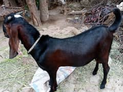 6 months age Bakra for sale