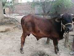 beautiful bull 1 year 6 months ka