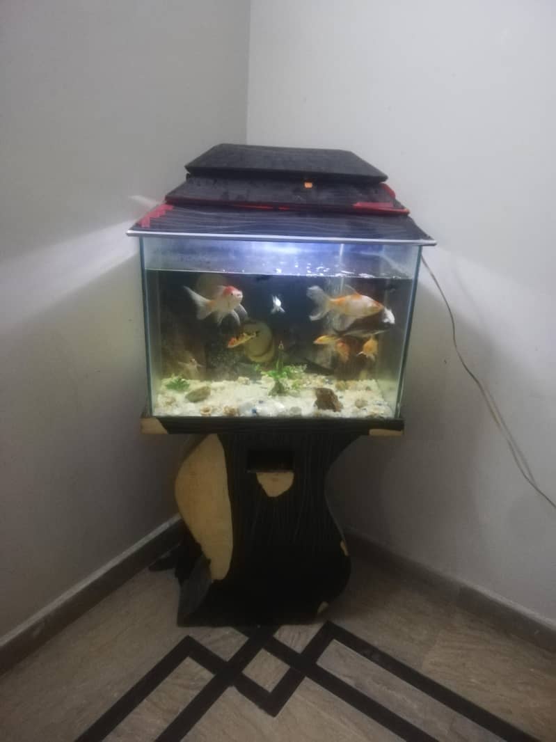 Fish Aquarium with 18 fishes - Fish - 1103364237