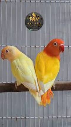 Breeder pair