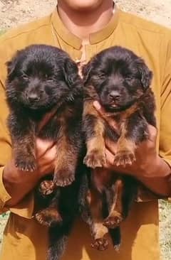 German Shepherd long coat piar for sale available